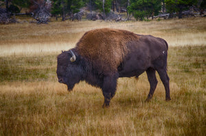 Yellowstone National Park, A Land of Amazement.