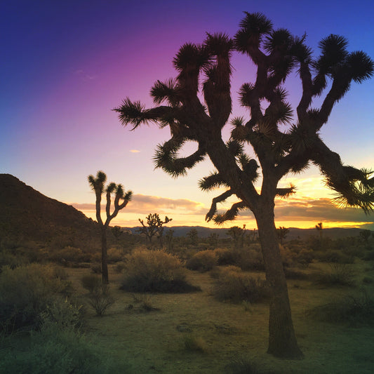 Joshua Tree Meet Up - Oct. 1