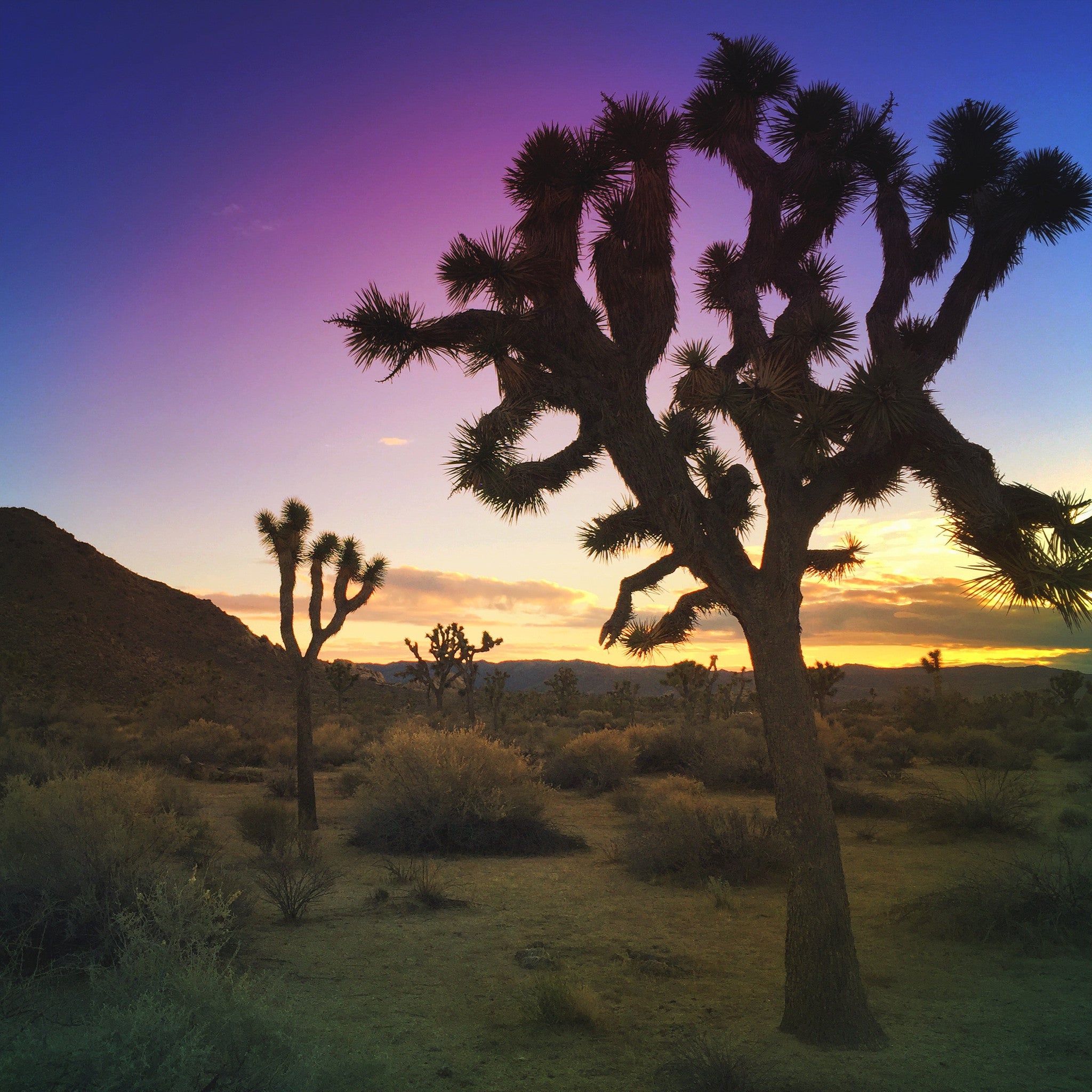 Joshua Tree Meet Up - Oct. 1