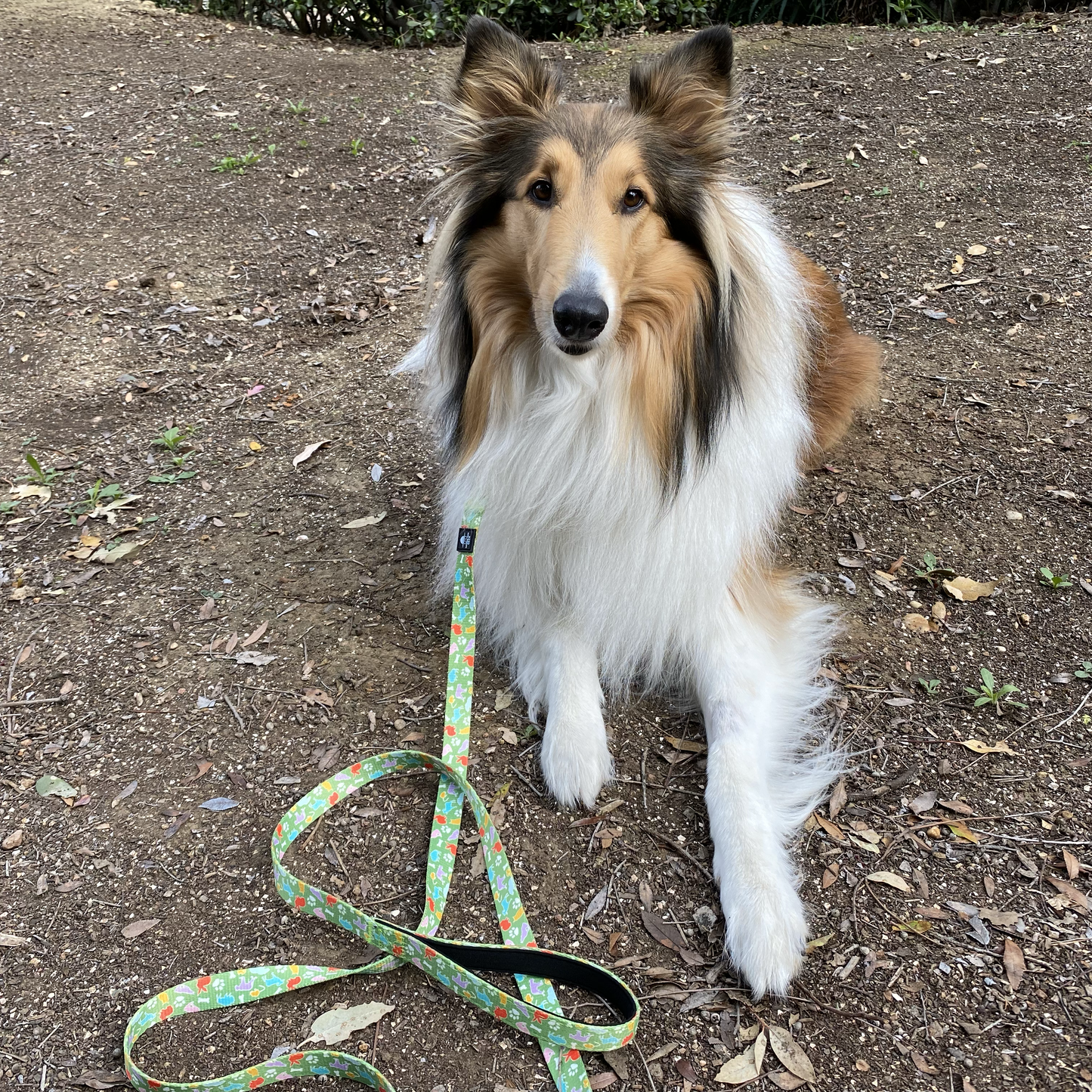 Bark Geek Bundle (Toy, Bowl + Leash) - Save 20%